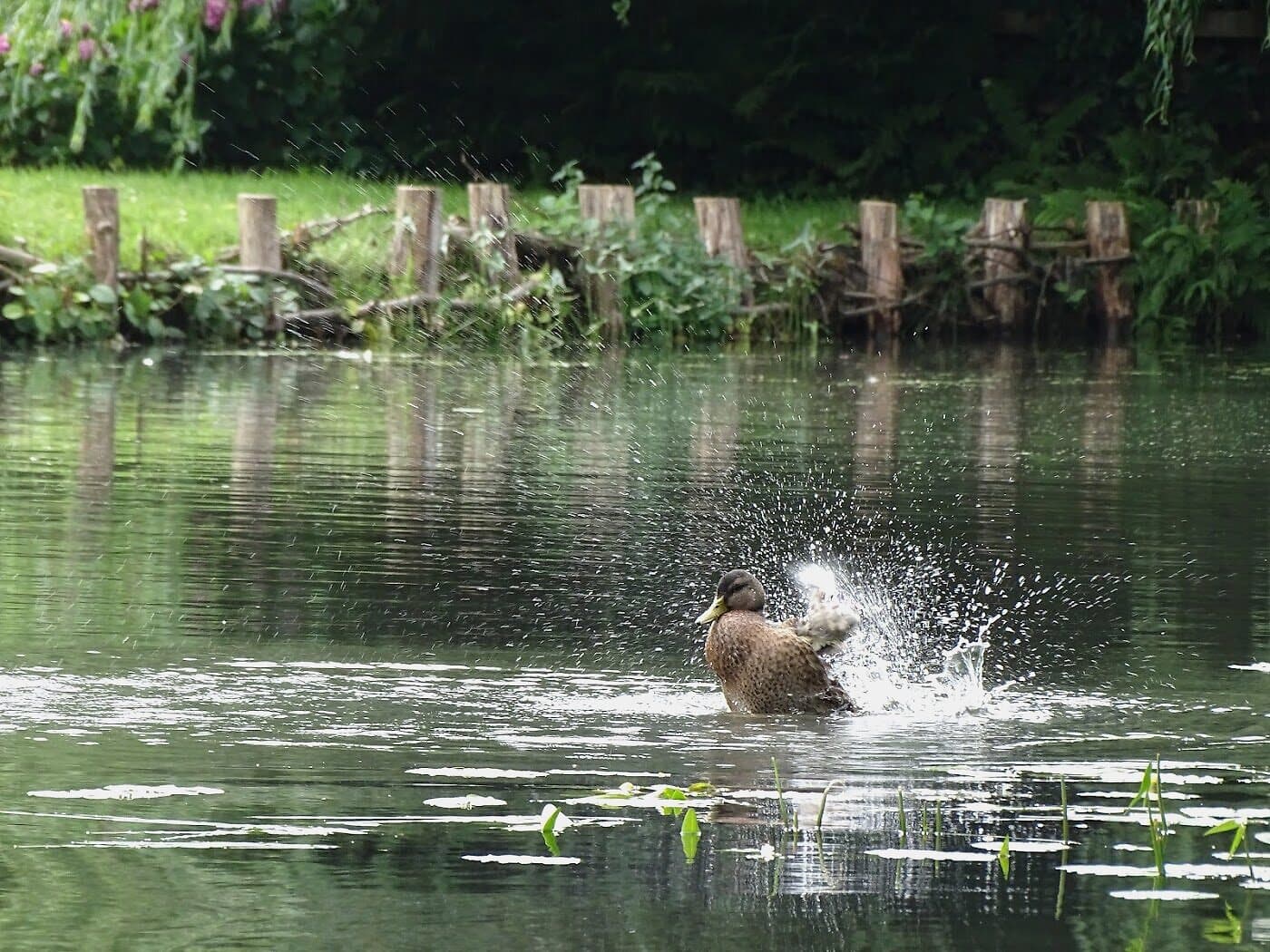 Ente auf einem stillen Fließ im UNESCO-Biosphärenreservat Spreewald